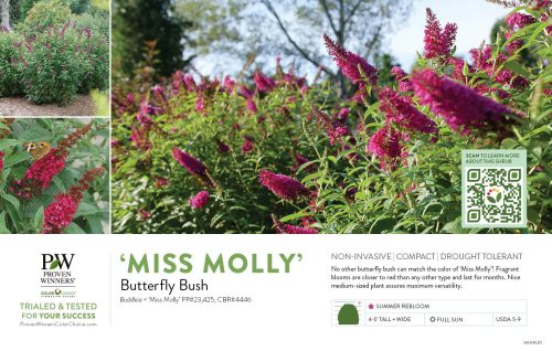 'Buddleia 'Miss Molly' (Butterfly Bush) 11x7" Variety Benchcard