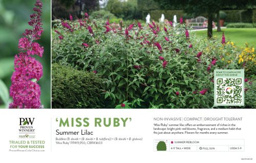 'Buddleia 'Miss Ruby' (Butterfly Bush - OREGON) 11x7" Variety Benchcard