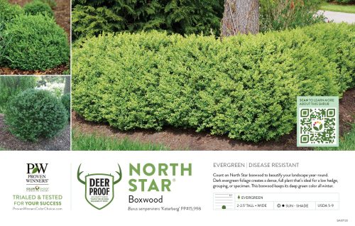 Buxus North Star® (Boxwood) 11x7" Variety Benchcard