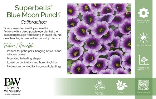 Calibrachoa Superbells® Blue Moon Punch™ 11x7" Variety Benchcard