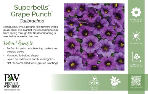 Calibrachoa Superbells® Grape Punch™ 11x7" Variety Benchcard