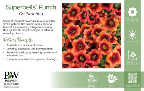 Calibrachoa Superbells® Punch 11x7" Series Benchcard