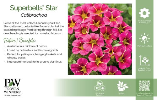 Calibrachoa Superbells® Star 11x7" Series Benchcard