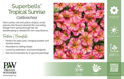 Calibrachoa Superbells® Tropical Sunrise 11x7" Variety Benchcard