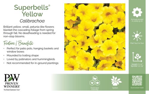 Calibrachoa Superbells® Yellow 11x7" Variety Benchcard