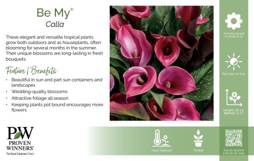 Calla Be My® 11x7" Series Benchcard