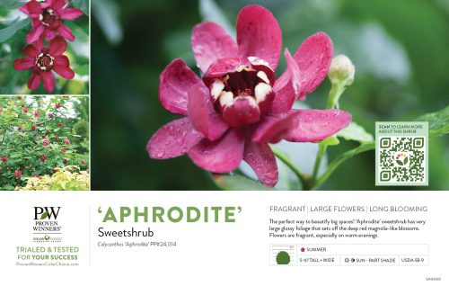 Calycanthus 'Aphrodite' (Sweetshrub) 11x7" Variety Benchcard