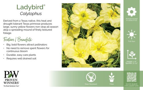 Calylophus Ladybird® 11x7" Variety Benchcard