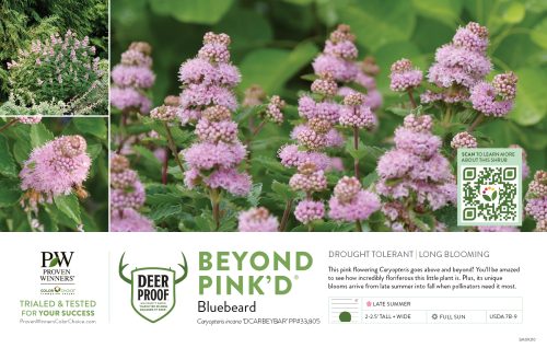 Caryopteris Beyond Pink'd® (Bluebeard) 11x7" Variety Benchcard