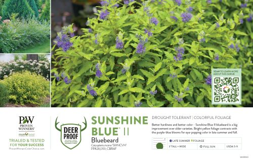 Caryopteris Sunshine Blue® II (Bluebeard) 11x7" Variety Benchcard