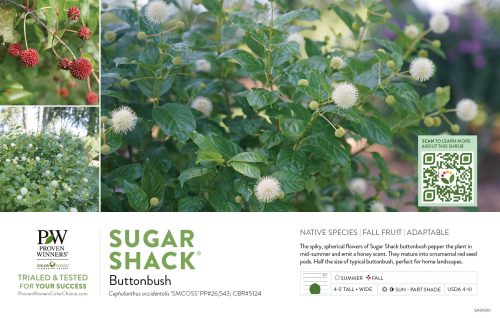 Cephalanthus Sugar Shack® (Buttonbush) 11x7" Variety Benchcard