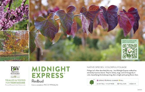 Cercis Midnight Express® (Redbud) 11x7" Variety Benchcard