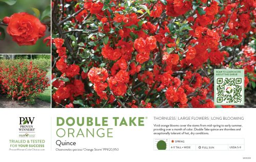 Chaenomeles Double Take® Orange (Quince) 11x7" Variety Benchcard