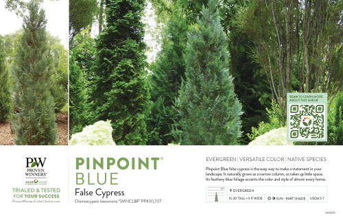 Chamaecyparis Pinpoint® Blue (False Cypress) 11x7" Variety Benchcard