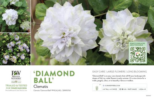 'Clematis 'Diamond Ball' 11x7" Variety Benchcard