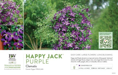 Clematis Happy Jack® Purple 11x7" Variety Benchcard