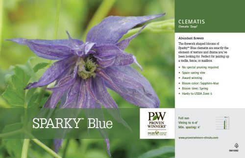 Clematis Sparky™ Blue (Clematis) 11x7" Variety Benchcard