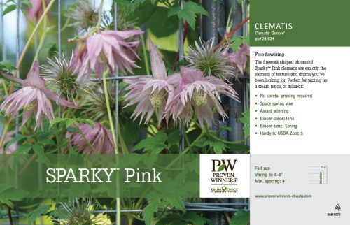 Clematis Sparky™ Pink (Clematis) 11x7" Variety Benchcard