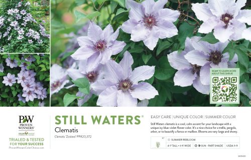 Clematis Still Waters™ 11x7" Variety Benchcard