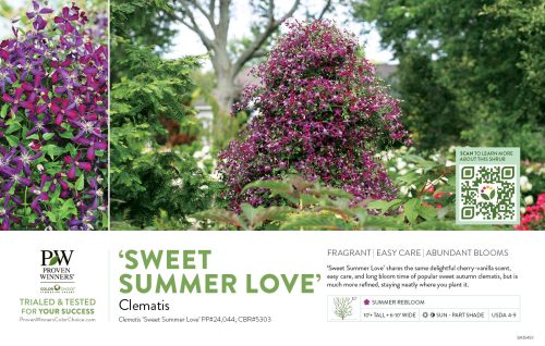 Clematis 'Sweet Summer Love' 11x7" Variety Benchcard