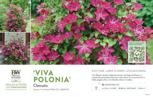 'Clematis 'Viva Polonia' 11x7" Variety Benchcard