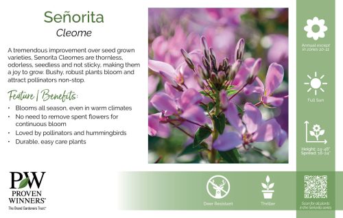 Cleome Señorita 11x7" Series Benchcard