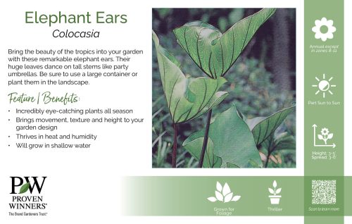 Colocasia Elephant Ears 11x7" Series Benchcard