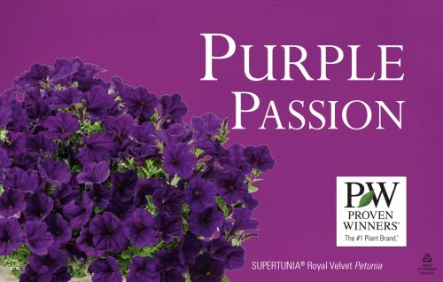 Purple Passion ColorWise® 11x7" Display Benchcard