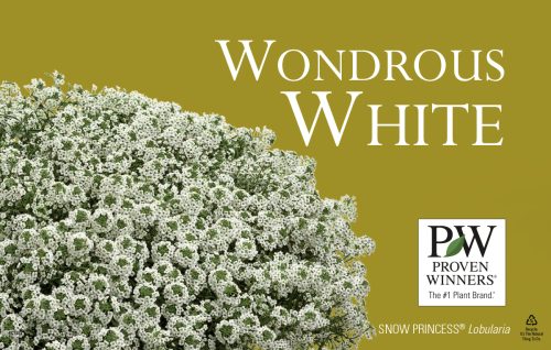 Wondrous White ColorWise® 11x7" Display Benchcard