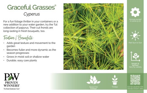 Cyperus Graceful Grasses® 11x7" Series Benchcard