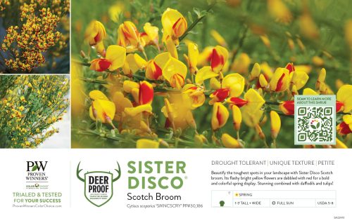 Cytisus Sister Disco® (Scotch Broom) 11x7" Variety Benchcard