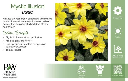 Dahlia Mystic Illusion 11x7" Variety Benchcard