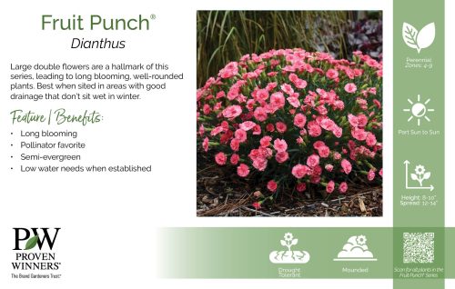 Dianthus Fruit Punch® 11x7" Series Benchcard