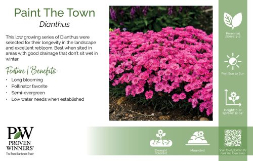 Dianthus Paint The Town 11x7" Series Benchcard