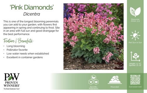 Dicentra 'Pink Diamonds' 11x7" Variety Benchcard