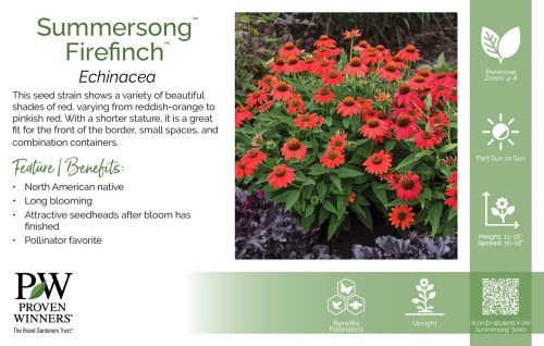 Echinacea Summersong™ Firefinch™ 11x7" Variety Benchcard