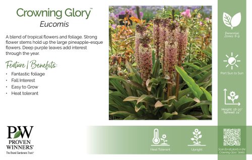 Eucomis Crowning Glory™ 11x7" Series Benchcard