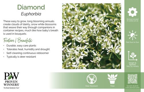 Euphorbia Diamond 11x7" Series Benchcard