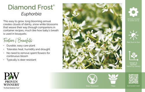 Euphorbia Diamond Frost® 11x7" Variety Benchcard