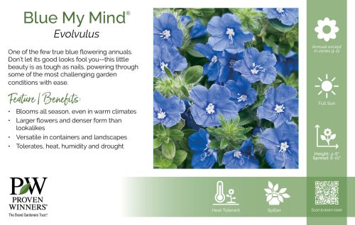 Evolvulus Blue My Mind® 11x7" Variety Benchcard