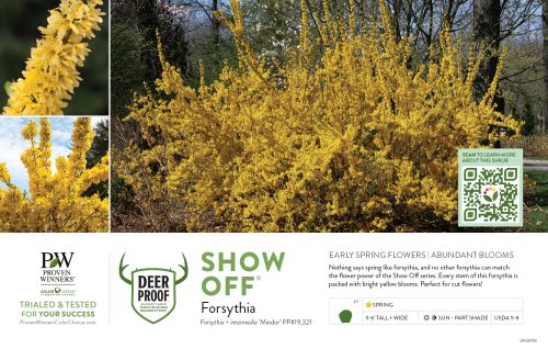 Forsythia Show Off® (Forsythia) 11x7" Variety Benchcard