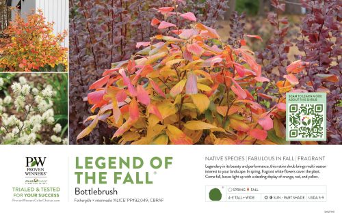 Fothergilla Legend of the Fall® (Bottlebrush) 11x7" Variety Benchcard