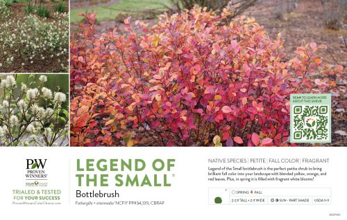 Fothergilla Legend of the Small® (Bottlebrush) 11x7" Variety Benchcard