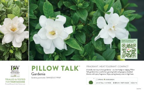 Gardenia Pillow Talk® 11x7" Variety Benchcard