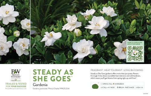 Gardenia Steady as She Goes® 11x7" Variety Benchcard