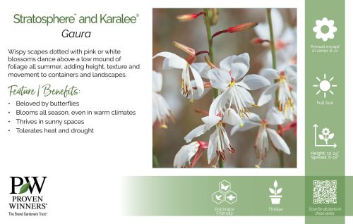 Gaura Stratosphere™ and Karalee® 11x7" Series Benchcard