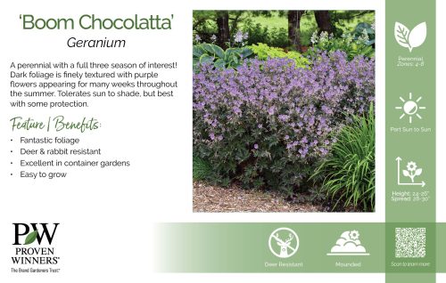 Geranium 'Boom Chocolatta' 11x7" Variety Benchcard