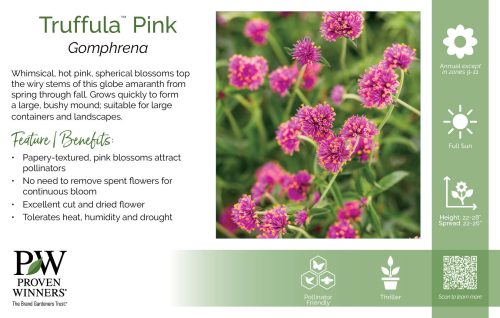 Gomphrena Truffula™ Pink 11x7" Variety Benchcard