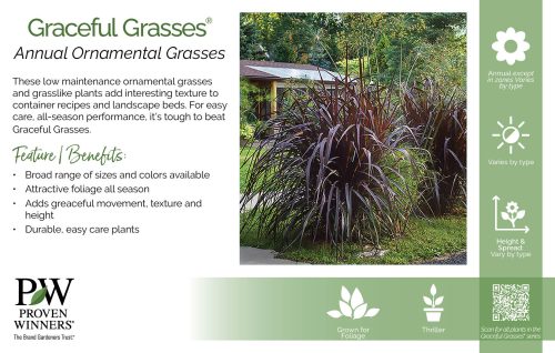 Graceful Grasses® Annual Ornamental Grasses 11x7" Series Benchcard