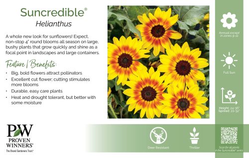 Helianthus Suncredible® 11x7" Series Benchcard